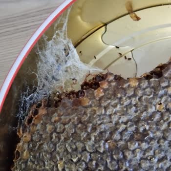 Küflenen Bal Ve İlgisiz Müşteri Hizmetleri