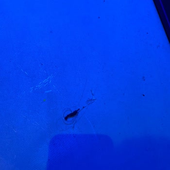 Emaar AVM Playland'de Ebeveyn Ücreti Ve Hijyen Sorunu