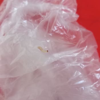 Kurtlu Pirinç Kabusu: Yemeğimiz Zehir Oldu