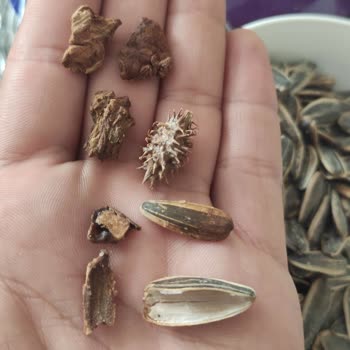 Amigo Çekirdekte Bilinmeyen Parçalar Ve Kötü Koku Şoku