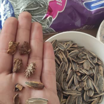 Amigo Çekirdekte Bilinmeyen Parçalar Ve Kötü Koku Şoku