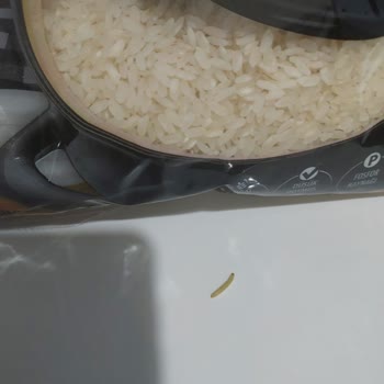 Yayla Trakya Baldo Pirinçte Kurt Şoku