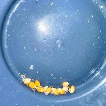 Taze Ürün Aldım, Böceklerle Karşılaştım!