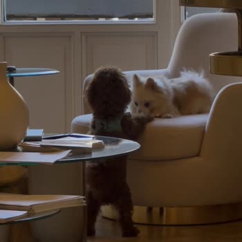 Fransız Askı Hayal Kırıklığı: Beklenmedik Fiyat Artışı