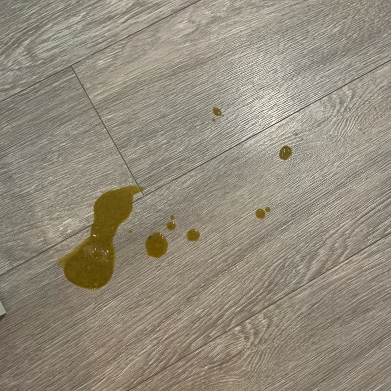 Kedi Maması Mağduriyeti: Kusma Ve Güven Sorunu