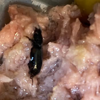 Superfresh Ton Balığında Şok Edici Böcek Skandalı