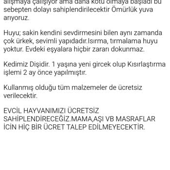 Kedi Sahiplendirme İlanı Sürekli Reddediliyor