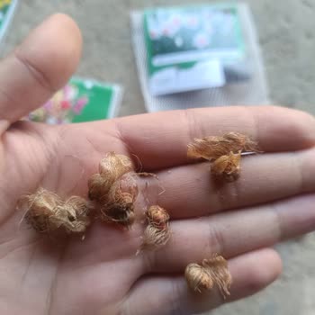 Tohum Siparişinde Hayal Kırıklığı