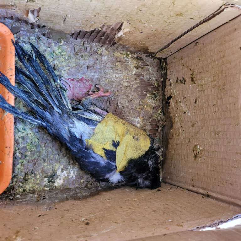 Üsküdar Belediyesi'nin İlgisizliği Yüzünden Yaralı Güvercin Öldü