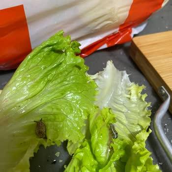 Siparişlerimde Canlı Sürprizler Ve Ezilmiş Ürünler!