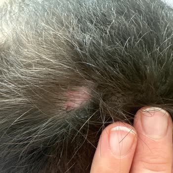 Bioblas Şampuan Sağlık Sorunlarına Yol Açıyor!