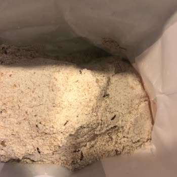 Söke Unlarında Tekrarlayan Böceklenme Sorunu