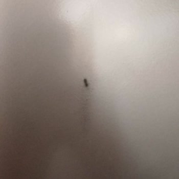 Arçelik Buzdolabında Oluşan Leke Sorunu