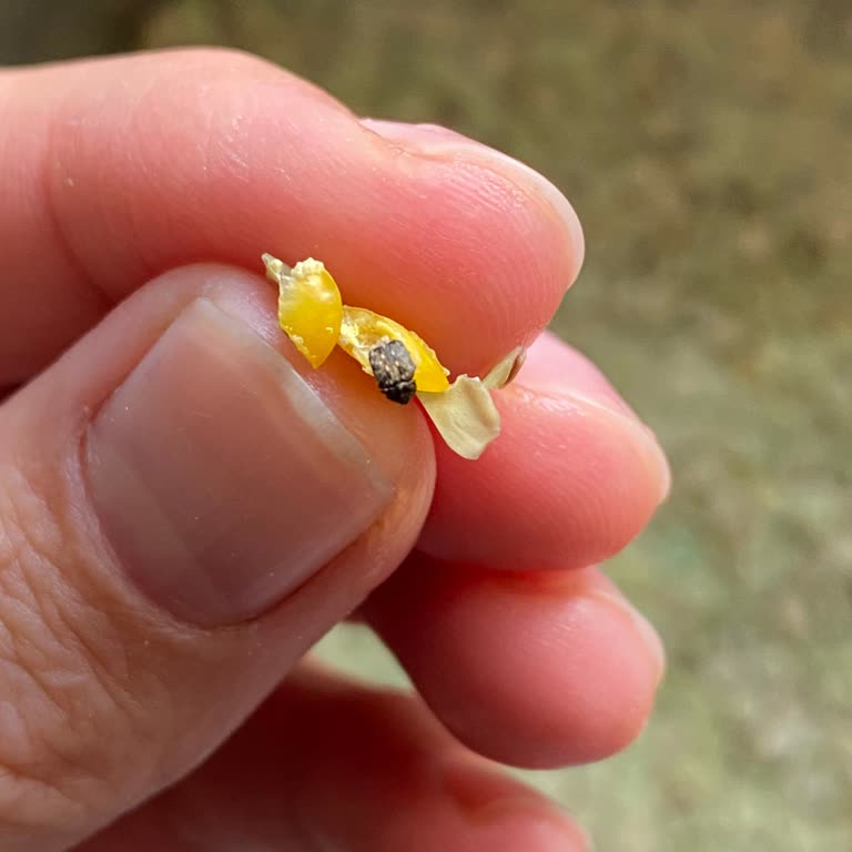 Migros'tan Aldığım Mercimeklerde Böcek Şoku