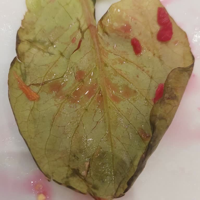 Şubeler Arası Porsiyon Tutarsızlığı Ve Kalitesiz Servis