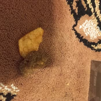 Lays Cipsin İçinden Çıkan Şaşırtıcı Nesne Ve Hijyen Sorunu