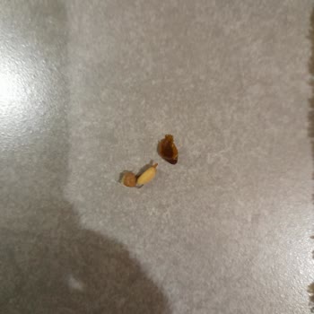 Bosch Bulaşık Makinesi Ve Servis Hizmetleri Hakkında Hayal Kırıklığı