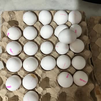 Taze Yumurta Fiyaskosu