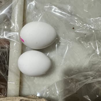 Taze Yumurta Fiyaskosu