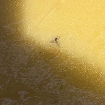 A101 Limonlu Cheesecake İçerisinden Sinek Çıkması