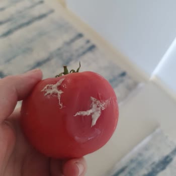 Beko Buzdolabı: Tazelik Ve Soğutma Sorunları