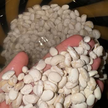 Yöresel Ürün Hayal Kırıklığı: Kalitesiz Bakliyat Deneyimi