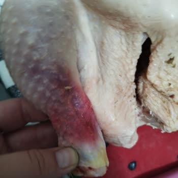 Erpiliç Tavukta Şok Edici Sorunlar