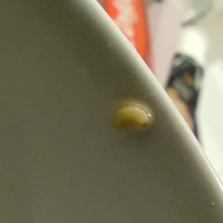 Ülker Cafe Crown'da Kurtçuk Şoku