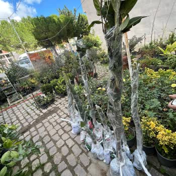 Trendyol Kargo Kaybı: Müşteri Ve Satıcı Mağduriyeti