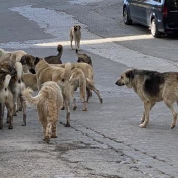 Mahalledeki Başıboş Köpekler Tehlike Saçıyor