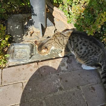 Karşıyaka Belediyesi Veteriner Şikayeti