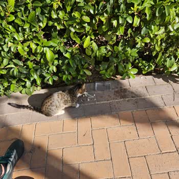 Karşıyaka Belediyesi Veteriner Şikayeti