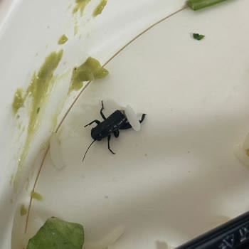 Bowl Department (Nişantaşı)  Siparişimde Böcek Şoku: Sağlık İhlali Ve Açıklama Talebi