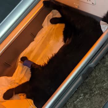 Whiskas Kedim Ölümden Döndü