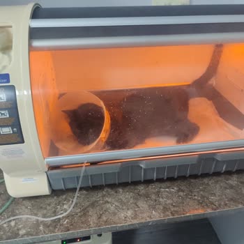 Whiskas Kedim Ölümden Döndü