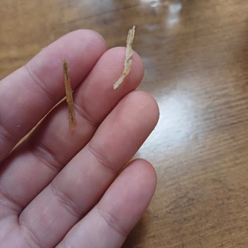 Tadımca Yer Fıstıklı Bar'da Şok Edici Yabancı Madde