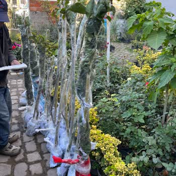 Aras Kargo İle Sürekli Kaybolan Gönderiler Ve Cevapsız Şikayetler