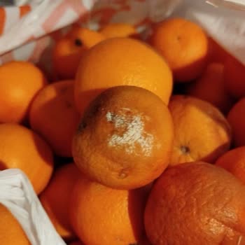 Migros Sanal Market'ten Çürük Ürün Teslimatı Ve İade Sorunu