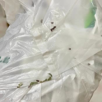 Arifoğlu İyi Uykular Çayı Böcek Sorunu