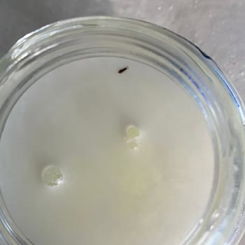 Bebek Mamasında Böcek Şoku