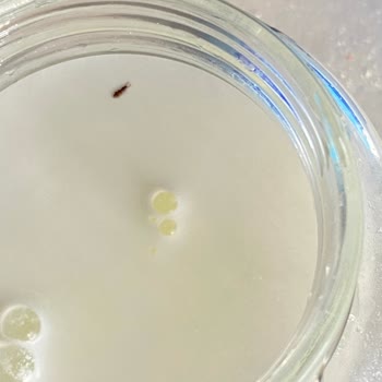 Bebek Mamasında Böcek Şoku