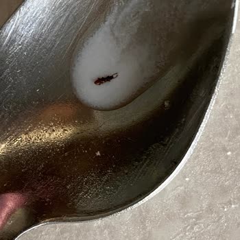 Bebek Mamasında Böcek Şoku