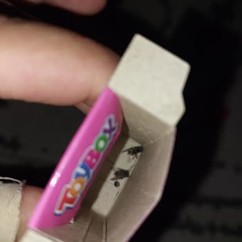 Toybox Paketinden Çıkan Ölü Sinekler Şok Etti