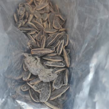 Ayçekirdeği Paketinde Fare Ölüsü Şoku