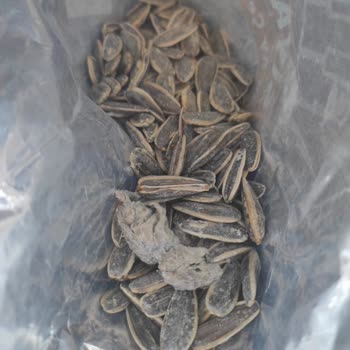 Ayçekirdeği Paketinde Fare Ölüsü Şoku