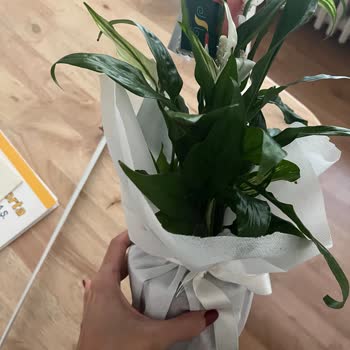 Çiçek Sepeti'nde Yanlış Ürün Teslimatı Ve Hayal Kırıklığı