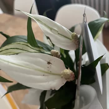 Çiçek Sepeti'nde Yanlış Ürün Teslimatı Ve Hayal Kırıklığı