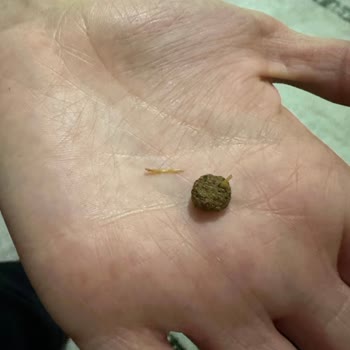 Mama Kalitesi Ve İade Süreci Hakkında Belirsizlik