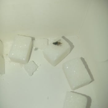 Altın Küp Şekerden Çıkan Sinek Şoku