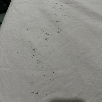 Vestel Çamaşır Makinesi Sorunları Ve Çözüm Arayışı